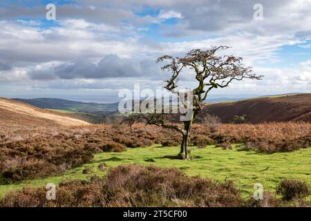 Aubépine sur Exmoor avec des couleurs d'automne et des vues lointaines sur le canal de Bristol Banque D'Images