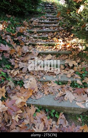 Feuilles d'automne sur les escaliers dans le parc. Paysage d'automne. Banque D'Images