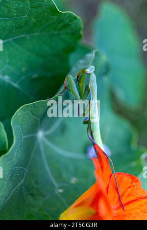 Marco d'une mante européenne errant dans un jardin, grimpant sur des feuilles de plantes Banque D'Images