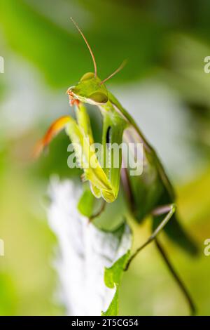 Marco d'une mante européenne errant dans un jardin, grimpant sur des feuilles de plantes Banque D'Images