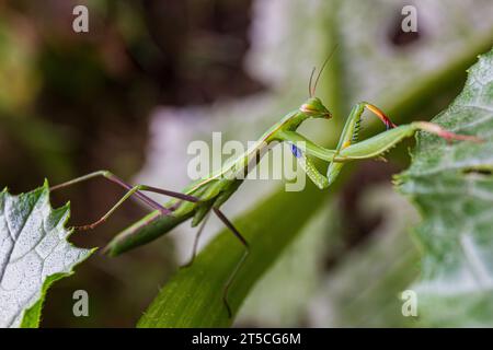 Marco d'une mante européenne errant dans un jardin, grimpant sur des feuilles de plantes Banque D'Images