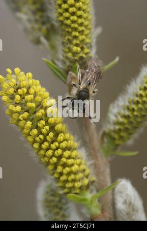 Gros plan vertical naturel sur un mineur mâle à ventre rouge Andrena ventralis, assis sur une plante de saule à fleurs jaunes Banque D'Images