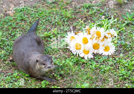 Loutre orientale à petites griffes - Aonyx cinerea sur fond transparent Banque D'Images