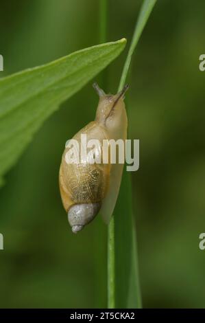 Gros plan naturel sur l'escargot de jardin européen commun, Cornu aspersum, sur une paille d'herbe Banque D'Images