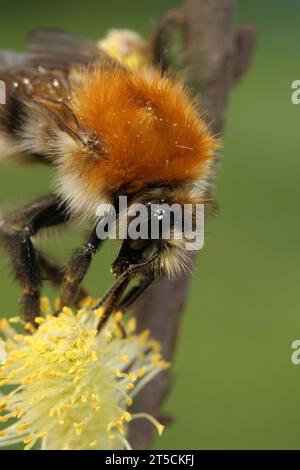 Gros plan vertical naturel sur un bourdon européen commun à bandes brunes, Bombus pascuorum sur pollen de saule jaune Banque D'Images