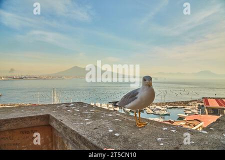 Mouette sur le mur du château d'œufs Castel dell Ovo avec vue panoramique sur le Vésuve à Naples, Campanie, Italie, Europe. Ferries dans le port de NAP Banque D'Images