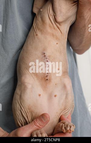 VET tenant un chat avec cicatrice de suture après chirurgie de stérilisation Banque D'Images