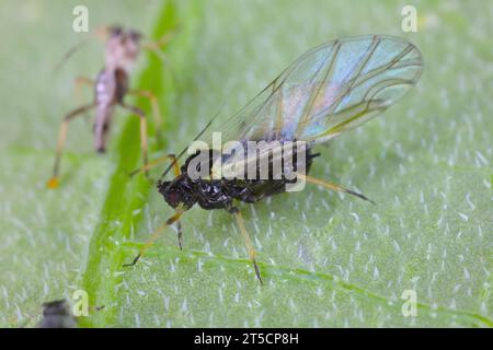 Pucerons de haricot noir (Aphis fabae) sur une tige de haricot large. Banque D'Images