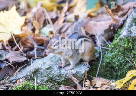 Mignon petit Chipmunk oriental dans les feuilles d'automne Banque D'Images