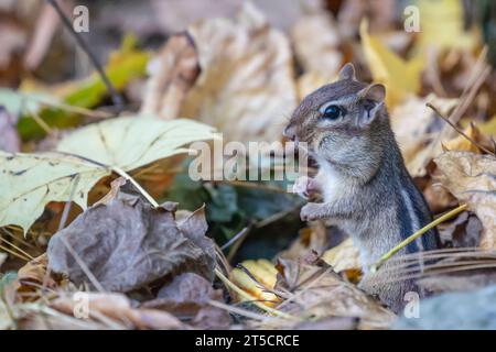 Mignon petit chipmunk se tient dans les feuilles d'automne Banque D'Images