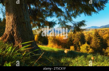 Plongez dans la symphonie enchanteresse de l'automne en explorant les majestueuses montagnes des Carpates. Au premier plan, un tapis vert vibrant de g Banque D'Images