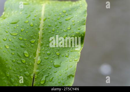 Gouttes de pluie en cristal d'eau sur feuilles vertes sur la rive de la rivière dans l'après-midi dans le village de Masolo Pinrang, Asie Indonésie Banque D'Images