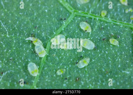 Mouche blanche de serre Trialeurodes vaporariorum sur feuille en serre. Banque D'Images