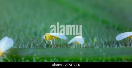 Serre mouche blanche Trialeurodes vaporariorum sur la face inférieure de la feuille de tomate. Banque D'Images