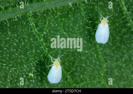 Mouche blanche de serre Trialeurodes vaporariorum sur feuille en serre. Banque D'Images