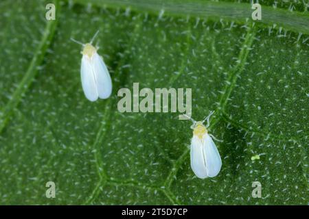 Mouche blanche de serre Trialeurodes vaporariorum sur feuille en serre. Banque D'Images