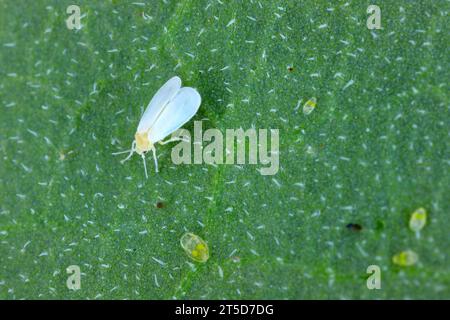 Mouche blanche de serre Trialeurodes vaporariorum sur feuille en serre. Banque D'Images