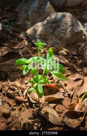 Plante de basilic cultivée maison dans un jardin. Cuisine italienne, concept de saveur méditerranéenne. Gros plan. Banque D'Images