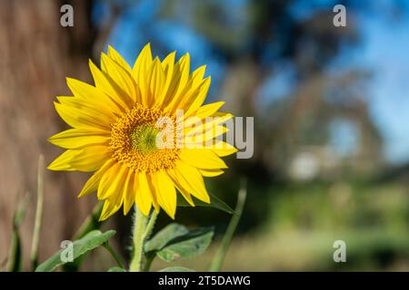 Le tournesol californicus de Californie (Helianthus californicus), observé ici dans le désert de Mojave, est originaire de Californie et de Basse-Californie au Mexique. Banque D'Images