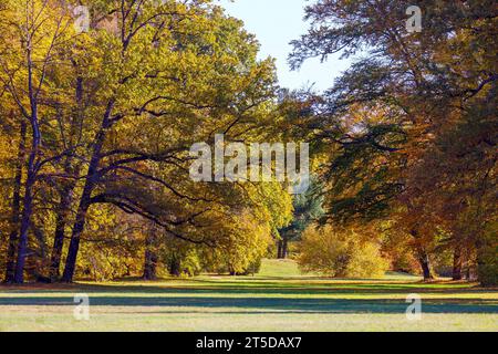 Herbst im Pueckler-Park Branitz DEU/Deutschland/Brandenburg/Cottbus, 04.11.2023, Herbst in Brandenburg, Fuerst-Pueckler-Park Branitz Branitzer Park in Cottbus. *** Automne dans le parc Pueckler Branitz DEU Allemagne Brandenburg Cottbus, 04 11 2023, automne dans le Brandebourg, Fuerst Pueckler Park Branitz Branitzer Park dans Cottbus AF Branitz 85658.jpeg crédit : Imago/Alamy Live News Banque D'Images