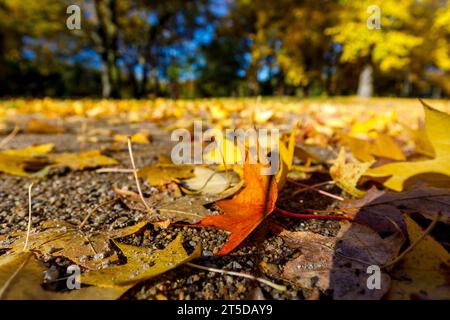 Herbst im Pueckler-Park Branitz DEU/Deutschland/Brandenburg/Cottbus, 04.11.2023, Herbst in Brandenburg, buntes Herbstlaub liegt auf einem Weg im Cottbuser Pueckler-Park. *** Automne dans le parc Pueckler Branitz DEU Allemagne Brandenburg Cottbus, 04 11 2023, automne dans le Brandebourg, des feuilles d'automne colorées se trouvent sur un chemin dans le parc Cottbus Pueckler AF Spreeauenpark 85502.jpeg crédit : Imago/Alamy Live News Banque D'Images