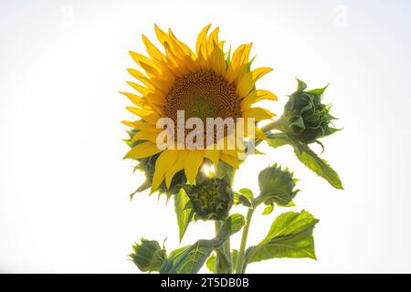 Le tournesol californicus de Californie (Helianthus californicus), observé ici dans le désert de Mojave, est originaire de Californie et de Basse-Californie au Mexique. Banque D'Images