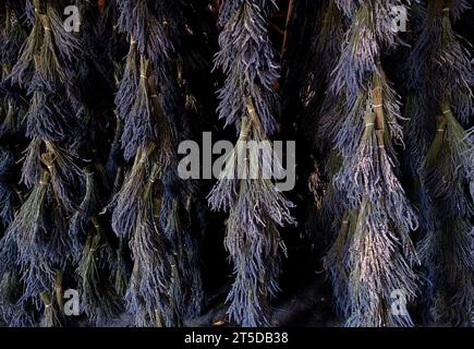 Séchage de lavande. Banque D'Images