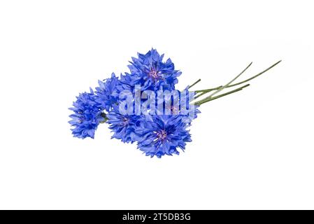Gros plan du bouquet bleu fleur de bleuet isolé sur fond blanc. Fleur de maïs bleue ou fleur de bouton de Bachelor. Macro image de bleuets Banque D'Images