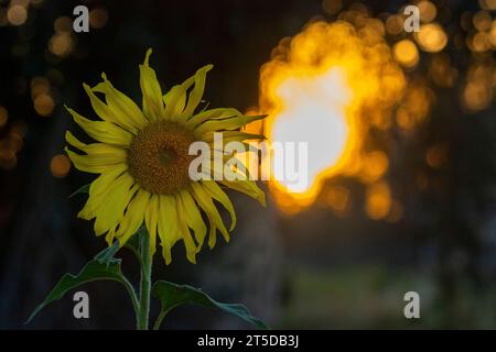 Le tournesol californicus de Californie (Helianthus californicus), observé ici dans le désert de Mojave, est originaire de Californie et de Basse-Californie au Mexique. Banque D'Images