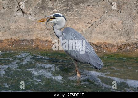 Héron gris mangeant un poisson assis sur la rivière A. Banque D'Images