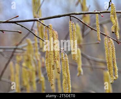 Le noisette commun (Corylus avellana) au printemps fleurit dans la forêt Banque D'Images