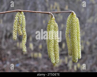 Le noisette commun (Corylus avellana) au printemps fleurit dans la forêt Banque D'Images