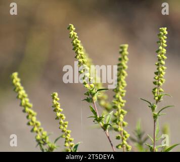 En été, l'herbe à poux (Ambrosia artemisiifolia) pousse dans la nature Banque D'Images