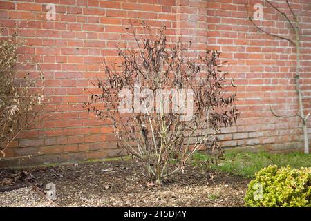 Plante morte par temps froid. Arbuste ou buisson Hebe avec des dommages dus au gel et des feuilles mortes. Jardin britannique en hiver Banque D'Images