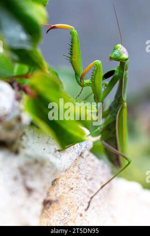 Marco d'une mante européenne errant dans un jardin, grimpant sur des feuilles de plantes Banque D'Images