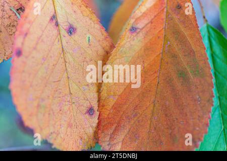Gros plan de feuilles orange et vertes, couleurs d'automne Banque D'Images