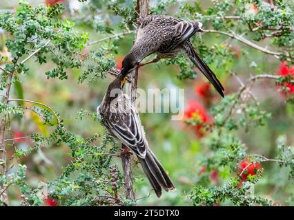 Un oiseau roux adulte (Anthochaera carunculata) nourrissant un juvénile. Australie. Banque D'Images