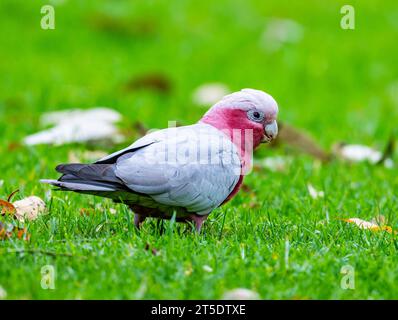 Une Galah colorée (Eolophus roseicapilla) se nourrissant d'herbe verte. Australie. Banque D'Images