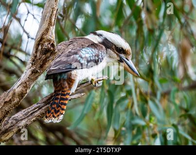 Un Kookaburra riant (Dacelo novaeguineae) perché sur une branche. Australie. Banque D'Images