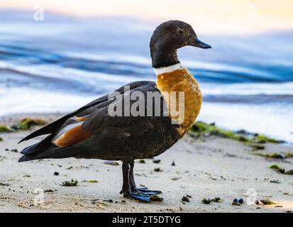 Un Shelduck australien mâle (Tadorna tadornoides) debout sur une plage. Australie. Banque D'Images