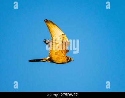 Un faucon brun (Falco berigora) survolant le ciel bleu. Australie. Banque D'Images