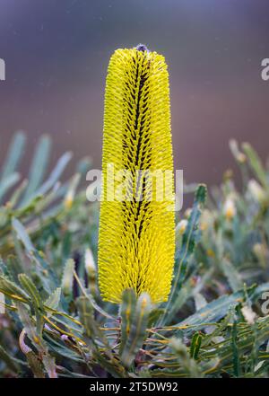 Fleurs jaunes de Candlestick Banksia (Banksia attenuata). Australie. Banque D'Images
