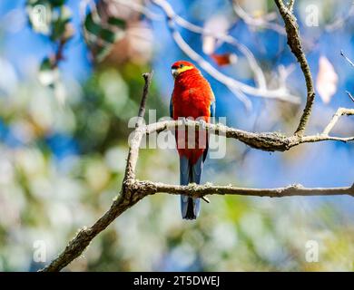 Une Rosella occidentale (Platycercus icterotis) aux couleurs brillantes perchée sur un arbre. Australie. Banque D'Images