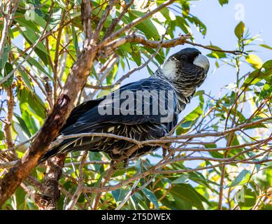 Un Black-Cockatoo de Carnaby (Zanda latirostris) perché sur un arbre. Australie. Banque D'Images