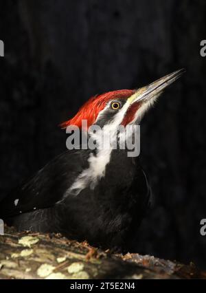 Pic à pileé (Dryocopus pileatus) se nourrissant dans une forêt au début du printemps. Vallée de Yaak, nord-ouest du Montana. Banque D'Images