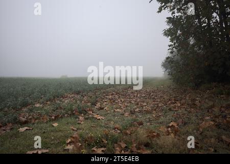 Champ sur une journée brumeuse dans la campagne italienne encadrée par des arbres Banque D'Images