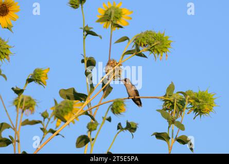 Petit mâle juvénile Hummingbird Ruby-Throated assis sur une tige de tournesol avec fond de ciel bleu Banque D'Images