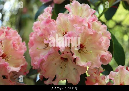 Rhododendrons roses à volants Banque D'Images