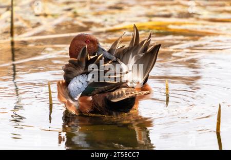 Un drake sarcelle à la cannelle toilettant ses plumes dans un habitat marécageux au début du printemps. Observation rapprochée. Banque D'Images