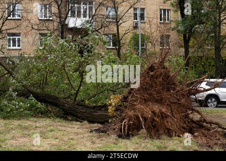 Un arbre tombé après un ouragan avec ses racines arrachées dans la ville Banque D'Images